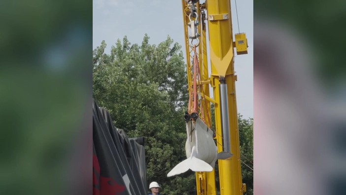 Quattro beluga cambiano 'casa', il viaggio in camion e aereo dei cetacei bianchi Quattro beluga cambiano 'casa', il viaggio in camion e aereo dei cetacei bianchi