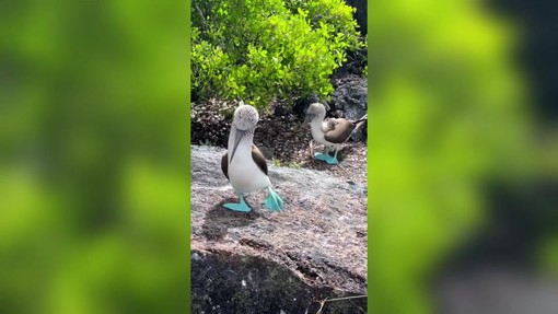Un pennuto con le zampe azzurre fosforescenti, sembra Ai ma è la natura Un pennuto con le zampe azzurre fosforescenti, sembra Ai ma è la natura