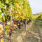 Il Piemonte del vino guarda al biologico: quando la sostenibilità passa dalla cooperazione
