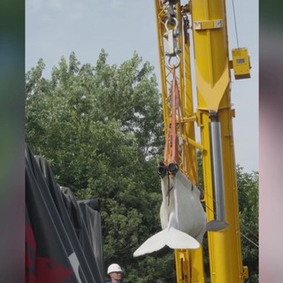 Quattro beluga cambiano 'casa', il viaggio in camion e aereo dei cetacei bianchi Quattro beluga cambiano 'casa', il viaggio in camion e aereo dei cetacei bianchi