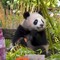 Compleanno per le gemelle panda allo zoo di Berlino, festa con torta ghiacciata di frutta Compleanno per le gemelle panda allo zoo di Berlino, festa con torta ghiacciata di frutta