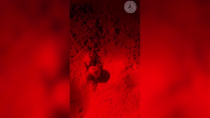 Ad Anzio la nascita di 72 tartarughe Caretta Caretta e la loro prima corsa verso il mare Ad Anzio la nascita di 72 tartarughe Caretta Caretta e la loro prima corsa verso il mare