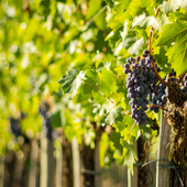 Regione Piemonte, ulteriori risorse per la vitivinicoltura: 19 milioni per promozione e turismo Regione Piemonte, ulteriori risorse per la vitivinicoltura: 19 milioni per promozione e turismo