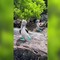 Un pennuto con le zampe azzurre fosforescenti, sembra Ai ma è la natura Un pennuto con le zampe azzurre fosforescenti, sembra Ai ma è la natura