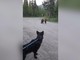 Inseguita da un orso grizzly, escursionista mantiene il sangue freddo e si salva