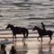 Paura per Belen Rodriguez, rovinosa caduta da cavallo sulla spiaggia Paura per Belen Rodriguez, rovinosa caduta da cavallo sulla spiaggia