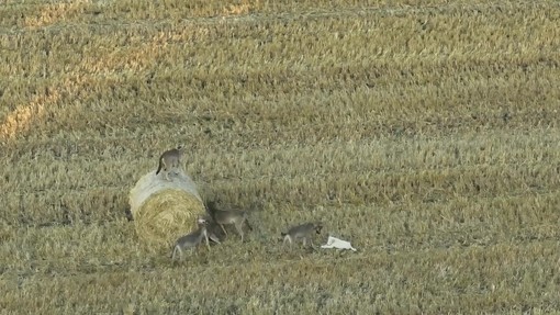 Branco di lupi 'adotta' un cucciolo di cane, il caso raro in Grecia – Video Branco di lupi 'adotta' un cucciolo di cane, il caso raro in Grecia – Video