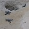 Wwf a difesa delle tartarughe marine, in Sicilia primato di deposizioni Wwf a difesa delle tartarughe marine, in Sicilia primato di deposizioni