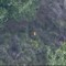 Vibo Valentia, appicca il fuoco in un bosco ma viene ripreso da un drone Vibo Valentia, appicca il fuoco in un bosco ma viene ripreso da un drone
