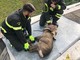 Borgosesia, Vigili del Fuoco salvano capriolo caduto dentro una vasca Borgosesia, Vigili del Fuoco salvano capriolo caduto dentro una vasca