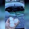 L'auto del comico Cosmin devastata dalla grandine nel bresciano, il video ironico L'auto del comico Cosmin devastata dalla grandine nel bresciano, il video ironico