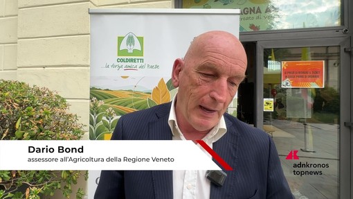 Tabacco, Bond (Regione Veneto): "Con accordo di filiera reddito e sicurezza agli agricoltori" Tabacco, Bond (Regione Veneto): "Con accordo di filiera reddito e sicurezza agli agricoltori"