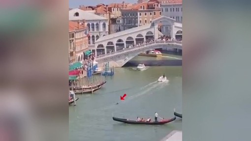 Venezia, avvistato un delfino nel Canal Grande. Il sindaco: "Proteggiamolo"