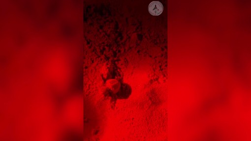 Ad Anzio la nascita di 72 tartarughe Caretta Caretta e la loro prima corsa verso il mare