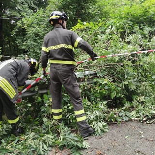 Forte vento sul Biellese, nuovi disagi: a terra piante a Miagliano e in Valsessera (foto di repertorio)