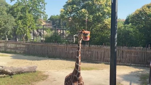 Al Bioparco di Roma gli animali mangiano ghiaccioli contro il caldo torrido