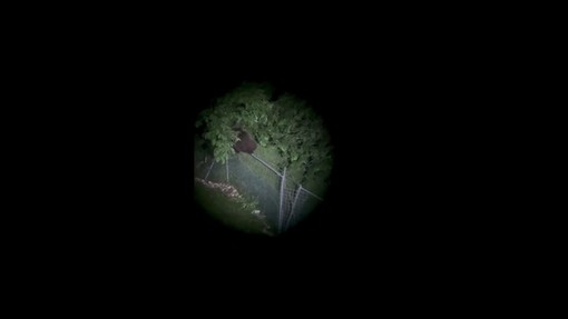 L'orso climber scavalca un'alta rete, il video di M123 avvistato nel Vicentino L'orso climber scavalca un'alta rete, il video di M123 avvistato nel Vicentino
