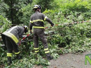 Forte vento sul Biellese, nuovi disagi: a terra piante a Miagliano e in Valsessera (foto di repertorio) Forte vento sul Biellese, nuovi disagi: a terra piante a Miagliano e in Valsessera (foto di repertorio)