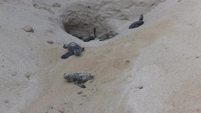 Wwf a difesa delle tartarughe marine, in Sicilia primato di deposizioni