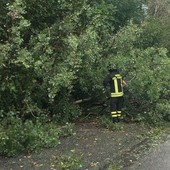 Crolla albero sulla strada, a Valdilana arrivano i Vigili del Fuoco (foto di repertorio) Crolla albero sulla strada, a Valdilana arrivano i Vigili del Fuoco (foto di repertorio)