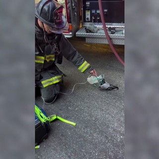 Un piccione con la maschera per l'ossigeno, il soccorso dei Vigili del Fuoco