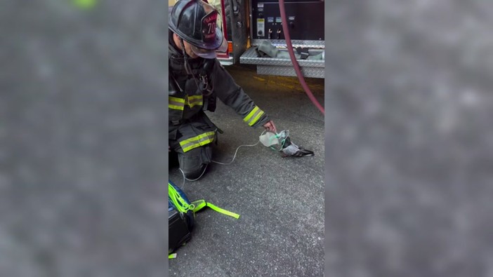 Un piccione con la maschera per l'ossigeno, il soccorso dei Vigili del Fuoco Un piccione con la maschera per l'ossigeno, il soccorso dei Vigili del Fuoco