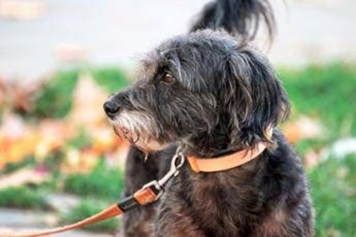 Avere un cane protegge il cuore e allunga la vita, il maxi studio