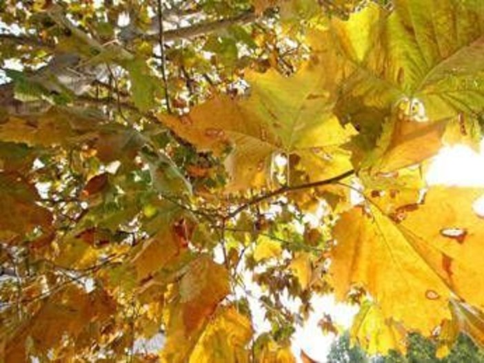Equinozio d'Autunno con calo delle temperature minime, piogge venerdì poi weekend di sole