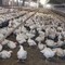 Meglio il pollo con pelle bianca o gialla? L'allevatore sfata un falso mito