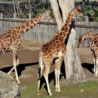 Banca del Fucino, la musica del Teatro dell’Opera di Roma al Bioparco