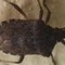 Malattia di Chagas spaventa l'America Latina, circa 6 mln convivono con l'infezione parassitaria