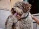 Bolzano, dal 2026 i cani potrebbero pagare una tassa annuale e una di soggiorno