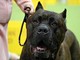 Bimbi azzannati da cane, l'esperta: &quot;70mila aggressioni all'anno, più controllo sui padroni'