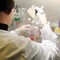 Medicina di laboratorio al top in Italia, Sibioc: "Nostri esperti riconosciuti tra eccellenze internazionali" Medicina di laboratorio al top in Italia, Sibioc: "Nostri esperti riconosciuti tra eccellenze internazionali"