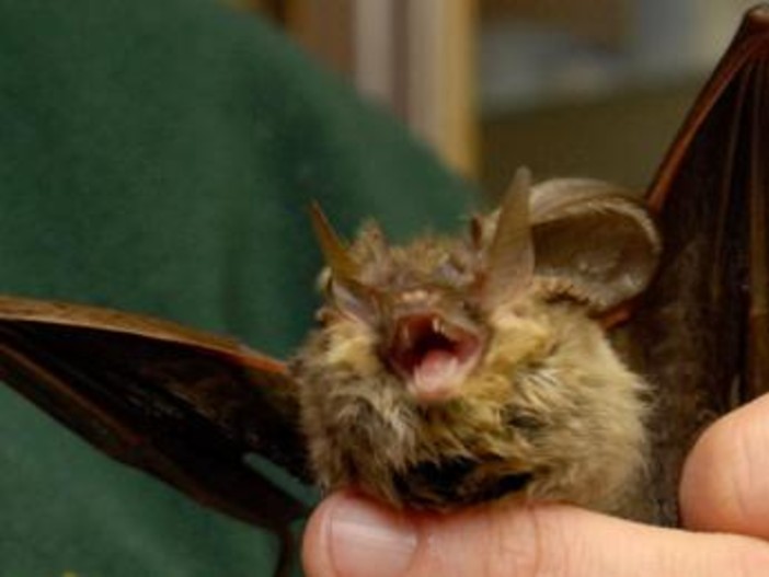 Donna si risveglia con un pipistrello in faccia: "Voleva infilarsi in bocca"