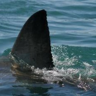 Morto il 12enne attaccato da uno squalo nel porto di Sydney Morto il 12enne attaccato da uno squalo nel porto di Sydney