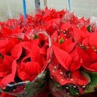 Stella di Natale, perché si secca così in fretta: gli errori più comuni in casa