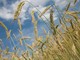 Salvi i pozzi per irrigazione agricola, dalla Regione un uso razionale delle risorse idriche (foto di repertorio)