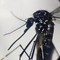 Dengue, in focolai in Italia prevale trasmissione a breve distanza: entro 400 metri Dengue, in focolai in Italia prevale trasmissione a breve distanza: entro 400 metri