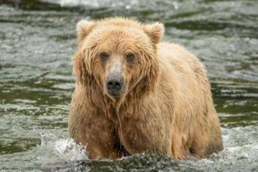 Backpack è l'orso più grasso dell'Alaska, eletto il vincitore del concorso 'Fat Bear Week' Backpack è l'orso più grasso dell'Alaska, eletto il vincitore del concorso 'Fat Bear Week'