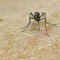 Chikungunya, vaccino in Italia dal 30 ottobre Chikungunya, vaccino in Italia dal 30 ottobre