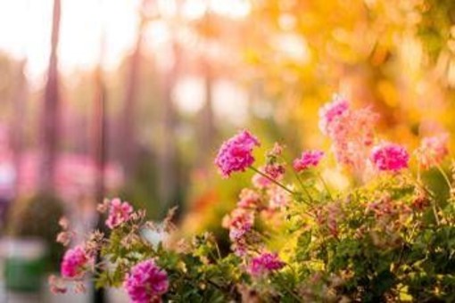 Una nonna cura un giardino per 20 anni, ma il Comune vuole smantellarlo