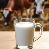 Latte crudo, la moda riprende quota in Usa. L'allarme dei medici: "Gravi rischi"