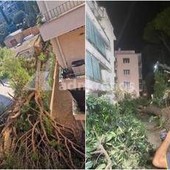 Roma, pino secolare cade su un palazzo in zona Salaria: residenti bloccati Roma, pino secolare cade su un palazzo in zona Salaria: residenti bloccati