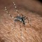 Usutu in Italia, un altro virus trasmesso dalle zanzare: i sintomi Usutu in Italia, un altro virus trasmesso dalle zanzare: i sintomi