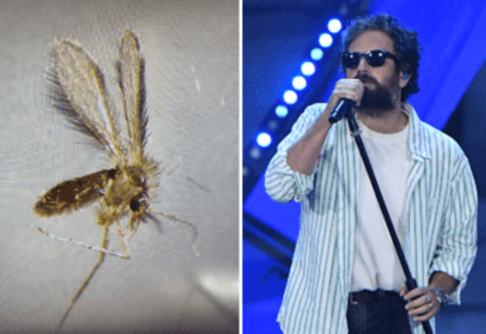 Toscana virus cos'è, Pregliasco: "Non sottovalutare, tra luglio e settembre picco pappataci" Toscana virus cos'è, Pregliasco: "Non sottovalutare, tra luglio e settembre picco pappataci"