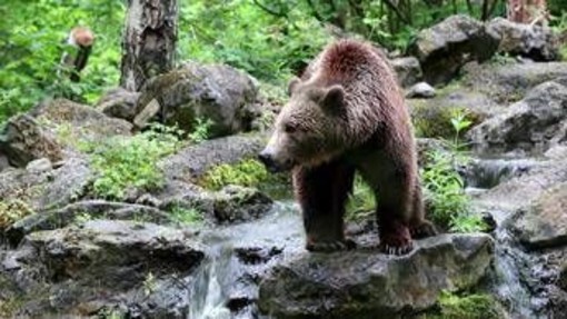 Orsi all'attacco in Giappone, dopo 12 morti e 100 feriti arriva l'esercito Orsi all'attacco in Giappone, dopo 12 morti e 100 feriti arriva l'esercito