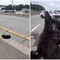 "C'è un gatto in autostrada", l'operazione di salvataggio (riuscita) a New York