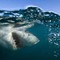 Australia, surfista ucciso da uno squalo a Sydney