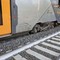Roma, mucche su binari: treno deraglia vicino a stazione di Piana Bella a Montelibretti, nessun ferito Roma, mucche su binari: treno deraglia vicino a stazione di Piana Bella a Montelibretti, nessun ferito